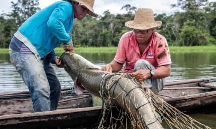 ATENÇÃO, PESCADOR: Pescadores do Amazonas têm até 31 de dezembro para regularizar REAP