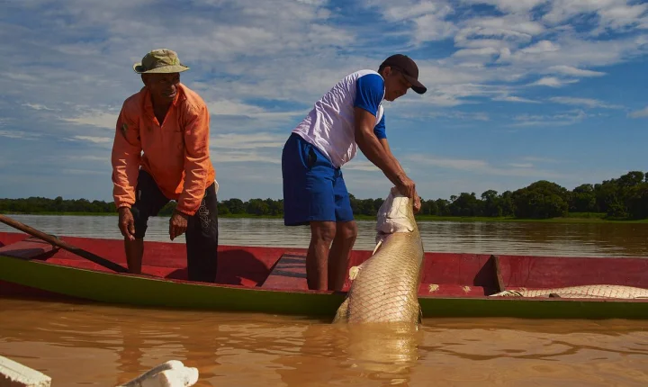 Defeso vem aí: pescador do Amazonas precisa ficar atento às espécies e às regras