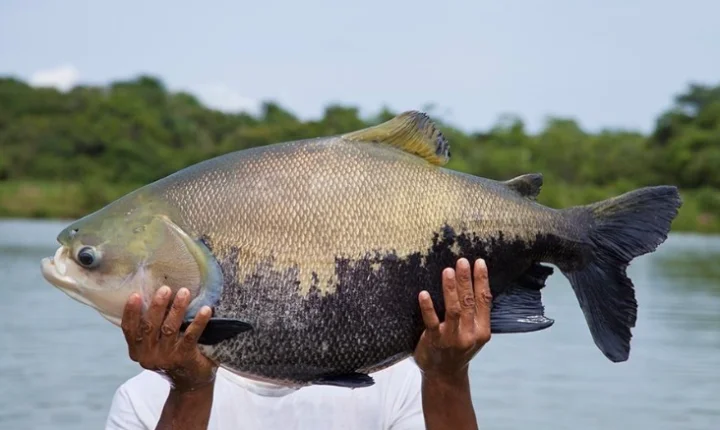 Descartada a proibição da pesca do tambaqui; novas medidas são anunciadas para pescadores do Amazonas