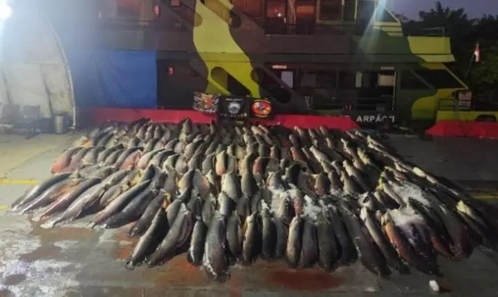 Dupla é presa com quase 28 toneladas de pirarucu ilegal no Rio Solimões