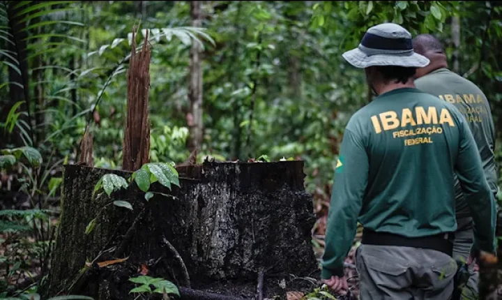 PF e Ibama deflagram operação contra extração e comércio ilegal de madeira no Sul do Amazonas
